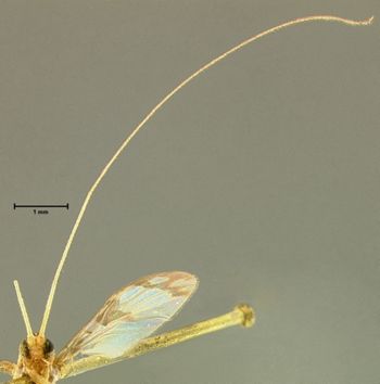Media type: image;   Entomology 1233 Aspect: head frontal view